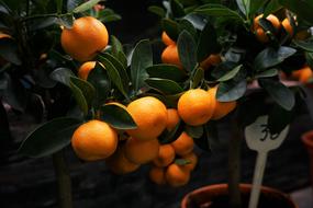 Food Fresh Fruits