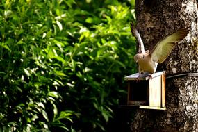 Dove Bird Food