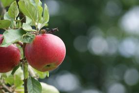 Apple Ripe Fruit