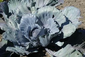 Red Cabbage Vegetable orchard