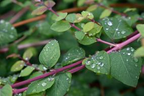 Leaf Plants Plant Nature