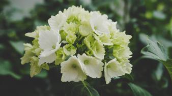 Flower White Nature