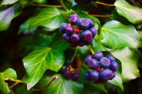 blue Fruit Bush