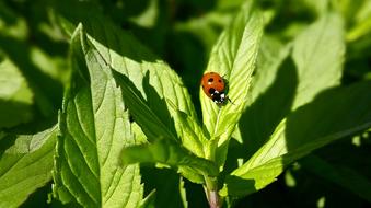 Ladybug Mint Leaves