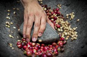 Coffee Beans berries