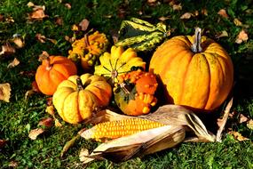 Autumn Pumpkins for thanksgiving