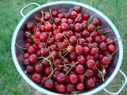 Cherries Fresh Fruit