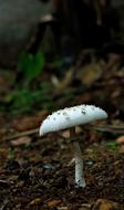 Mushroom White