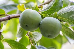 Khaki Green Fruit Persimmon