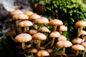 Mushroom Rac Toadstool