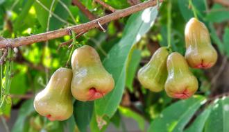 Bell Apple Rose Fruit