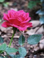 bright scarlet rose on a background of autumn leaves
