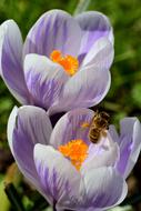 Crocus Spring Blossom