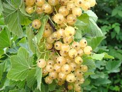 Currant White Currants Berry