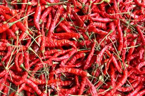 Farmland Chilli Rai