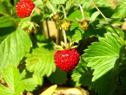Strawberry Wild Berry