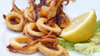 Calamari Fish Food