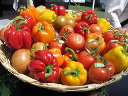 Wicker basket of the colorful, shiny tomatoes and peppers with green branches