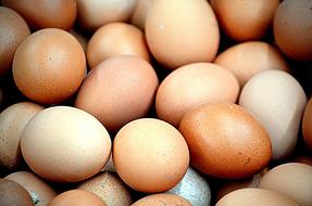Food Animals Eggs Chicken