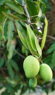 Mango Tree Young