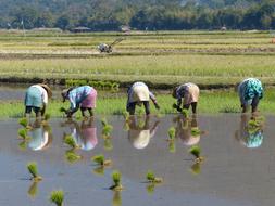 Food Agriculture Farm