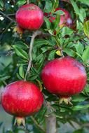 Pomegranate Tree