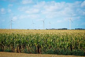 Corn Field Agriculture
