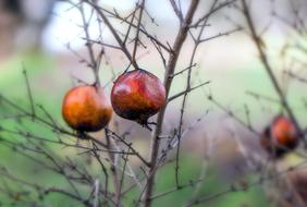 Fruit Tree Nature