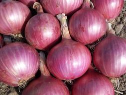 Onion Vegetables Power