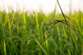 Rice Field Farm