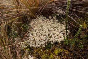 white moss among tall grass