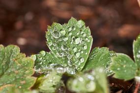 Leaf Plant Nature