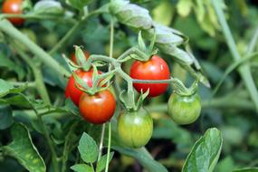 Tomatoes Vegetables Garden