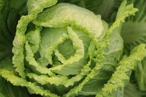 Vegetable Chinese Cabbage