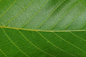 Leaf Walnut Foliage