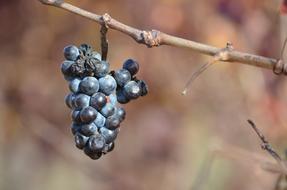 Nature Fruit Outdoors