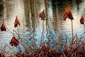 dry autumn plants by the lake