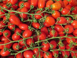 Tomatoes Cherry Bio