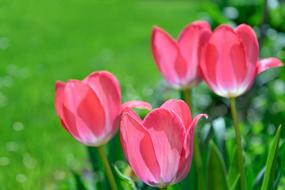 Pink Tulips Garden Flowers
