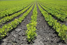 Agriculture Field Food