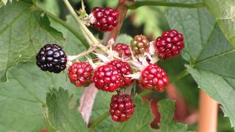 Fruit Nature Berry