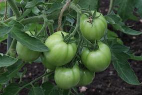 Tomato Green Harvest Vegetable