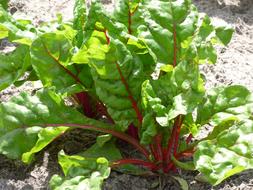 Swiss Chard Vegetable Plant