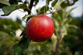 Apple Red Close Up