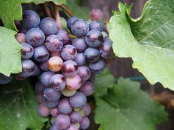 Grape Grapes Fruit