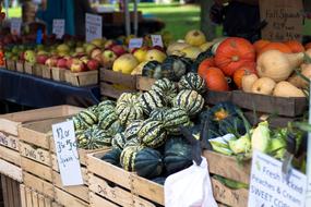 Farmers Market Squash Pr