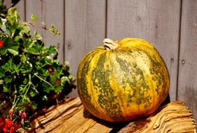 Decoration Pumpkin Orange