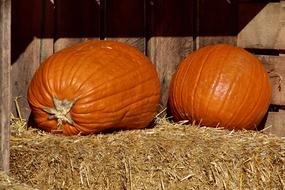 Pumpkins Orange Hay