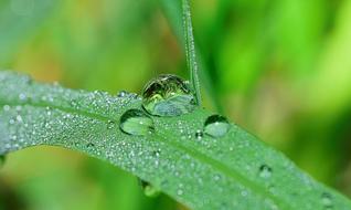 Nature Drops Plant