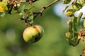 Apple Nature Worm Hole